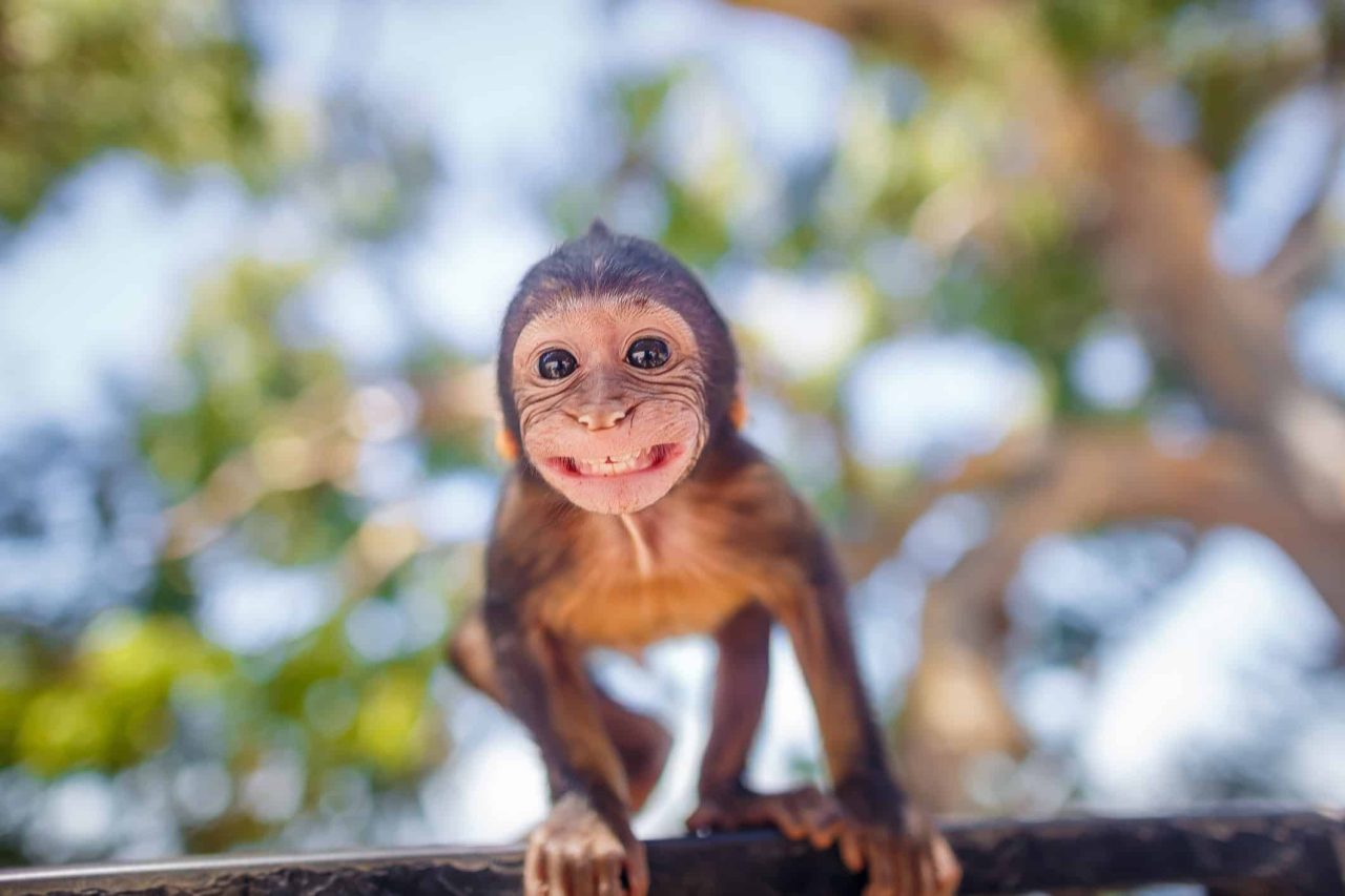 quais-sao-os-10-melhores-pais-presentes-no-reino-animal?