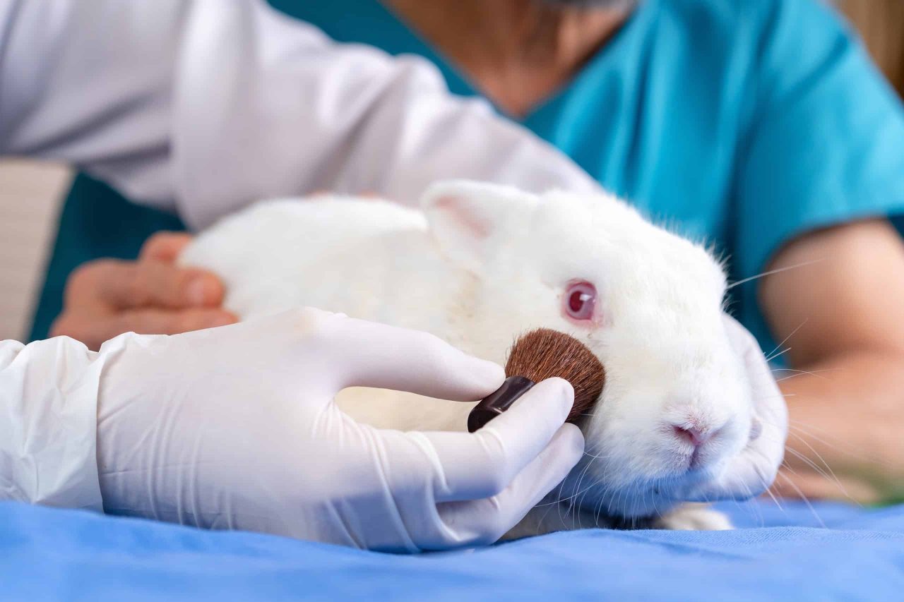 brasil-proibe-uso-de-animais-em-testes-para-cosmeticos-e-produtos-de-higiene