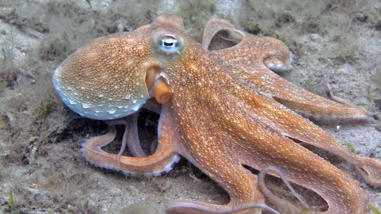 8-animais-de-sangue-colorido-que-voce-nao-conhecia