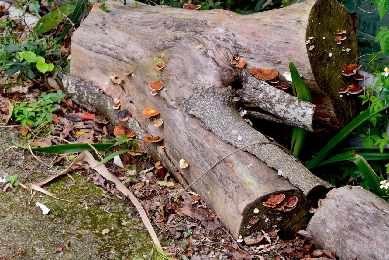 este-fungo-pode-‘sufocar’-o-cancer-–-mas-ha-um-desafio