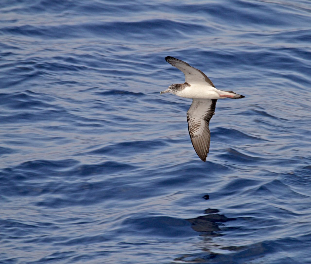 ave-marinha-choca-pesquisadores-ao-fazer-coco-cinco-vezes-por-hora-(e-voando)