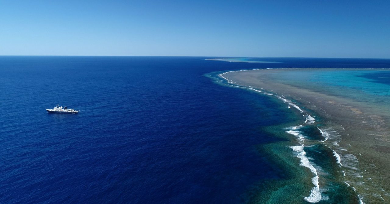 coral-colossal-de-500-metros-esteve-escondido-por-mais-de-um-seculo