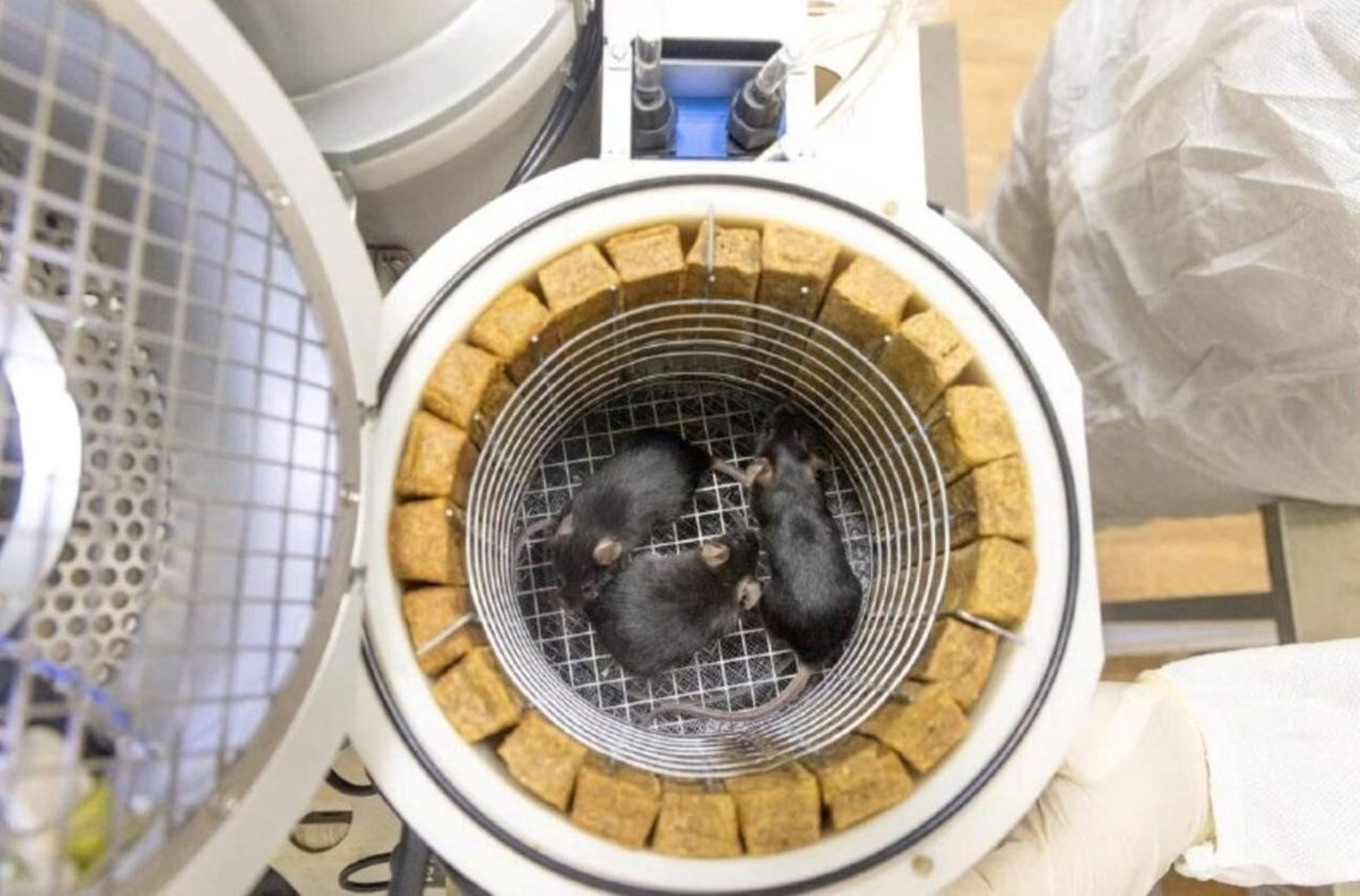 russia-lanca-camundongos,-moscas-e-mais-organismos-ao-espaco