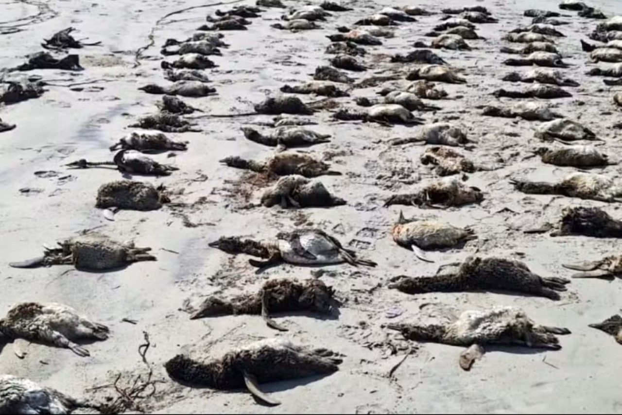 mais-de-730-pinguins-sao-encontrados-mortos-em-sp-–-veja-as-possiveis-causas