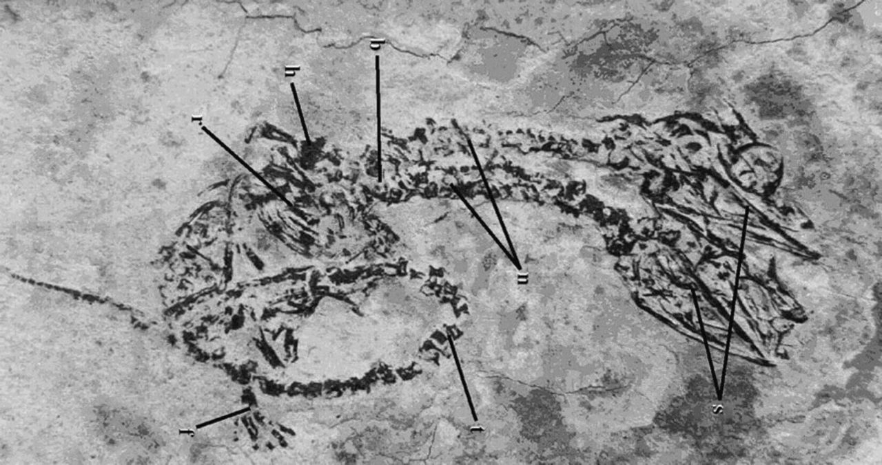raro-fossil-de-duas-cabecas-e-unico-achado-do-tipo-ha-quase-20-anos