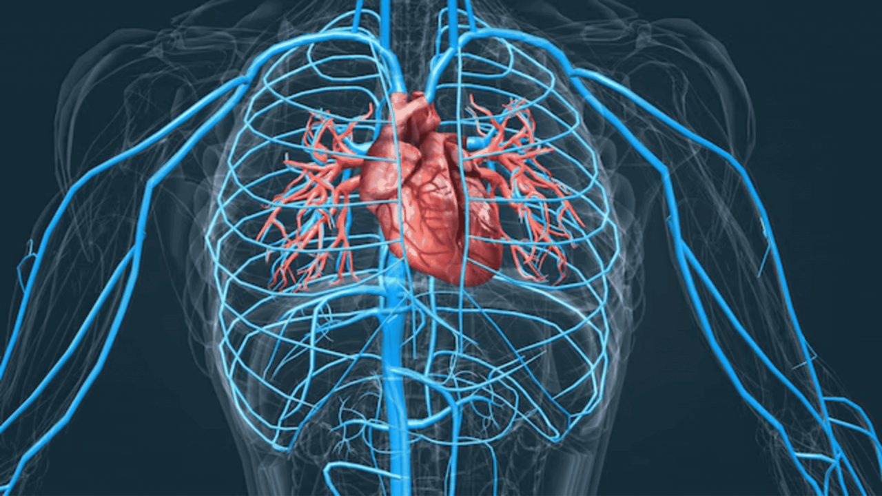 ja-ouviu-falar-em-“coracao-grande”?-entenda-o-que-e-a-cardiomegalia-e-seus-sintomas