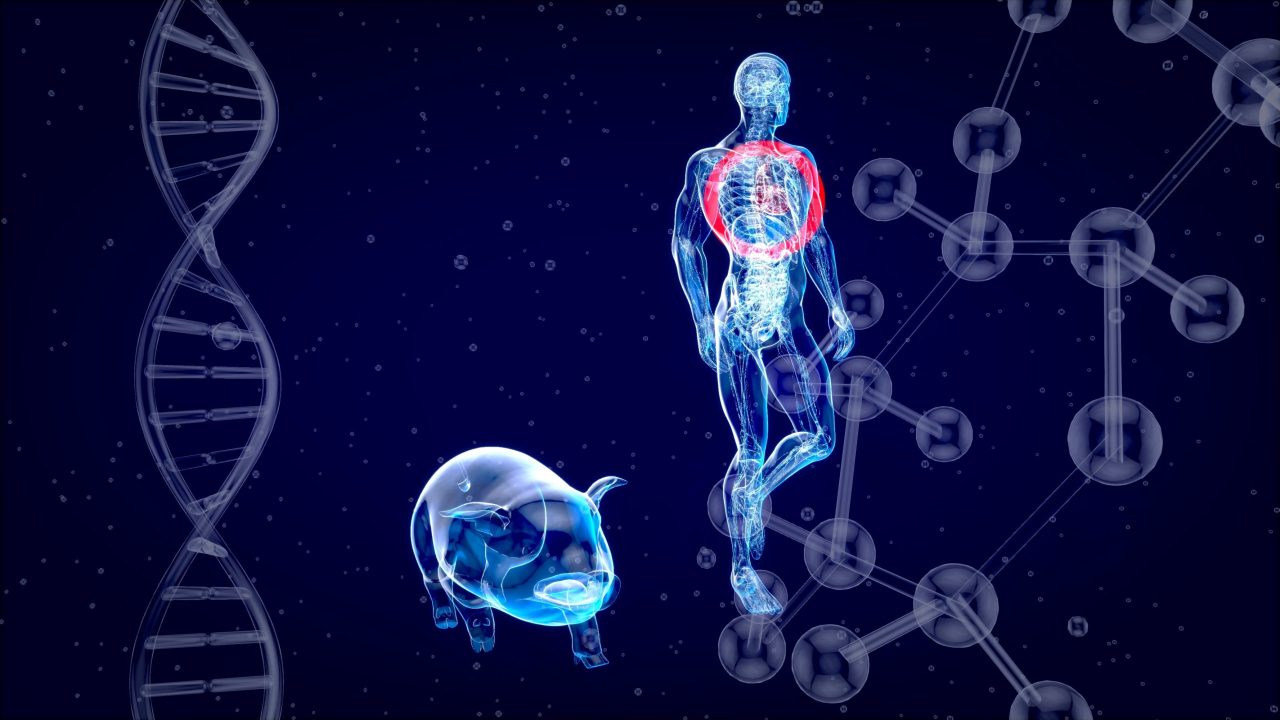 pulmao-de-porco-funcionou-por-nove-dias-dentro-do-corpo-humano