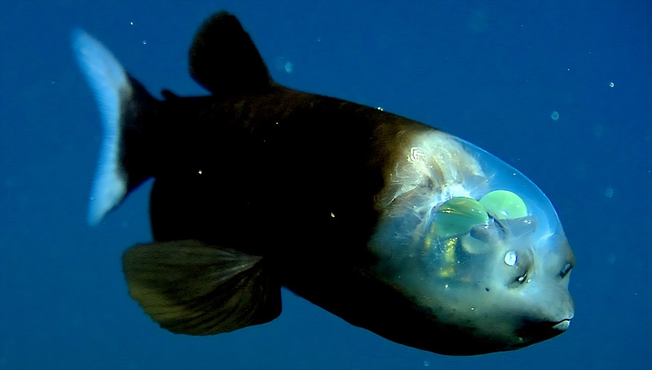 conheca-o-peixe-bizarro-que-tem-cabeca-transparente-e-olhos-giratorios