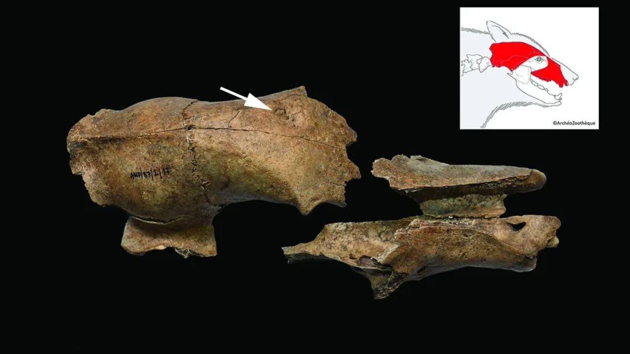 cranio-de-urso-sugere-passado-de-luta-contra-gladiadores-romanos