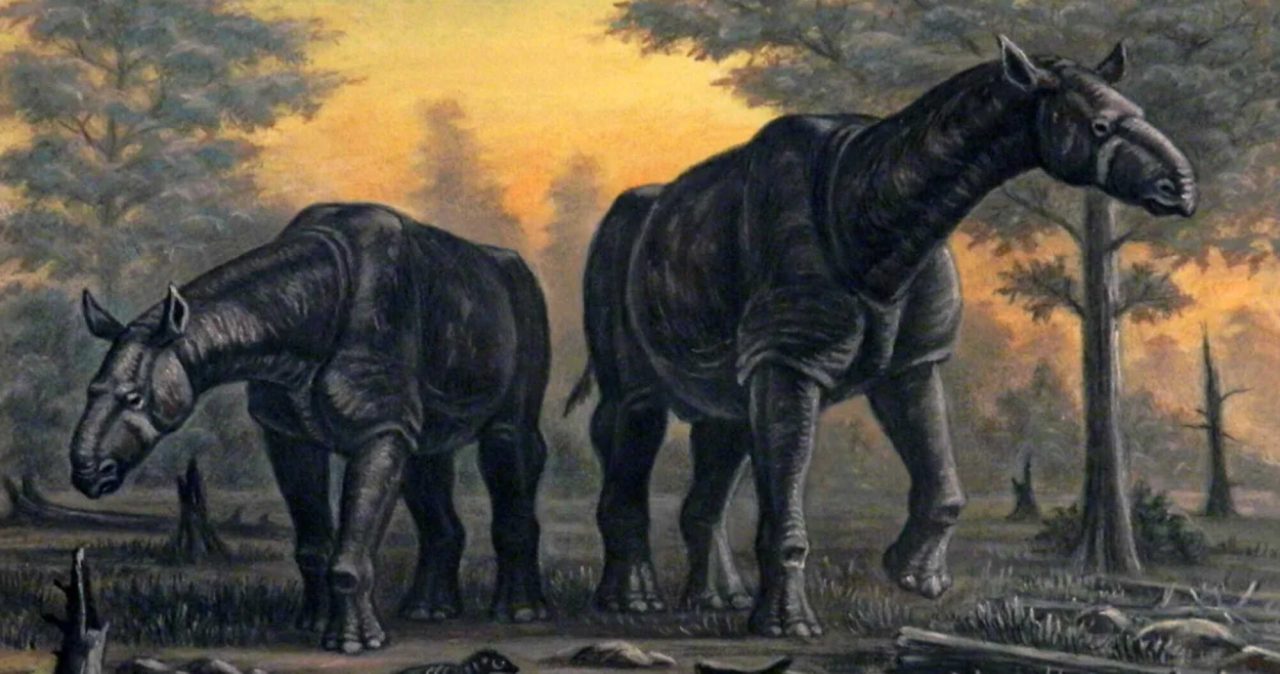 o-maior-mamifero-terrestre-de-todos-os-tempos-faz-o-elefante-parecer-pequeno