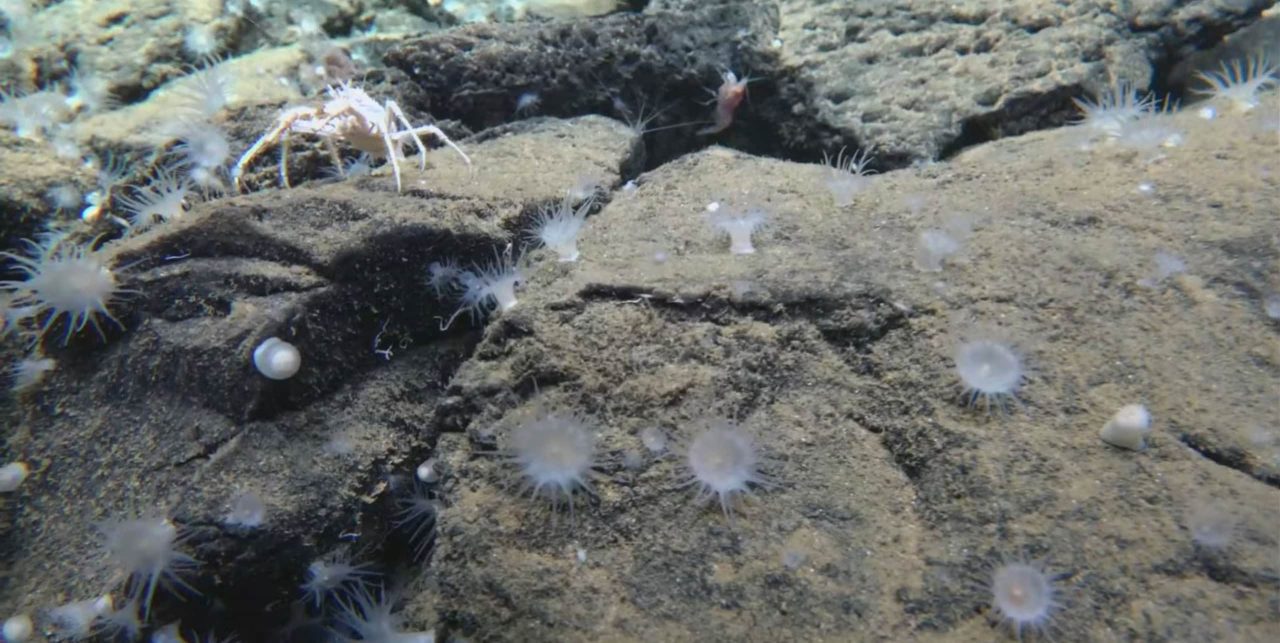 sistema-termal-gigante-e-encontrado-nas-profundezas-do-pacifico-–-conheca-kunlun