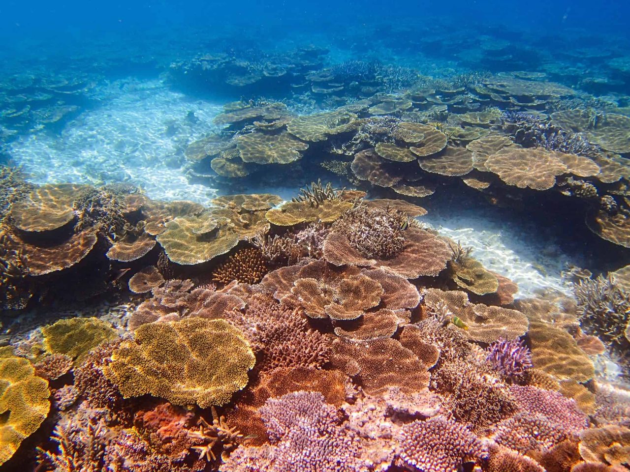 essas-criaturas-nao-tem-olhos,-mas-enxergam-–-e-a-ciencia-agora-sabe-como