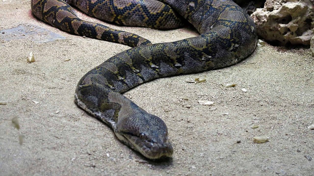 quais-cobras-podem-engolir-um-ser-humano?