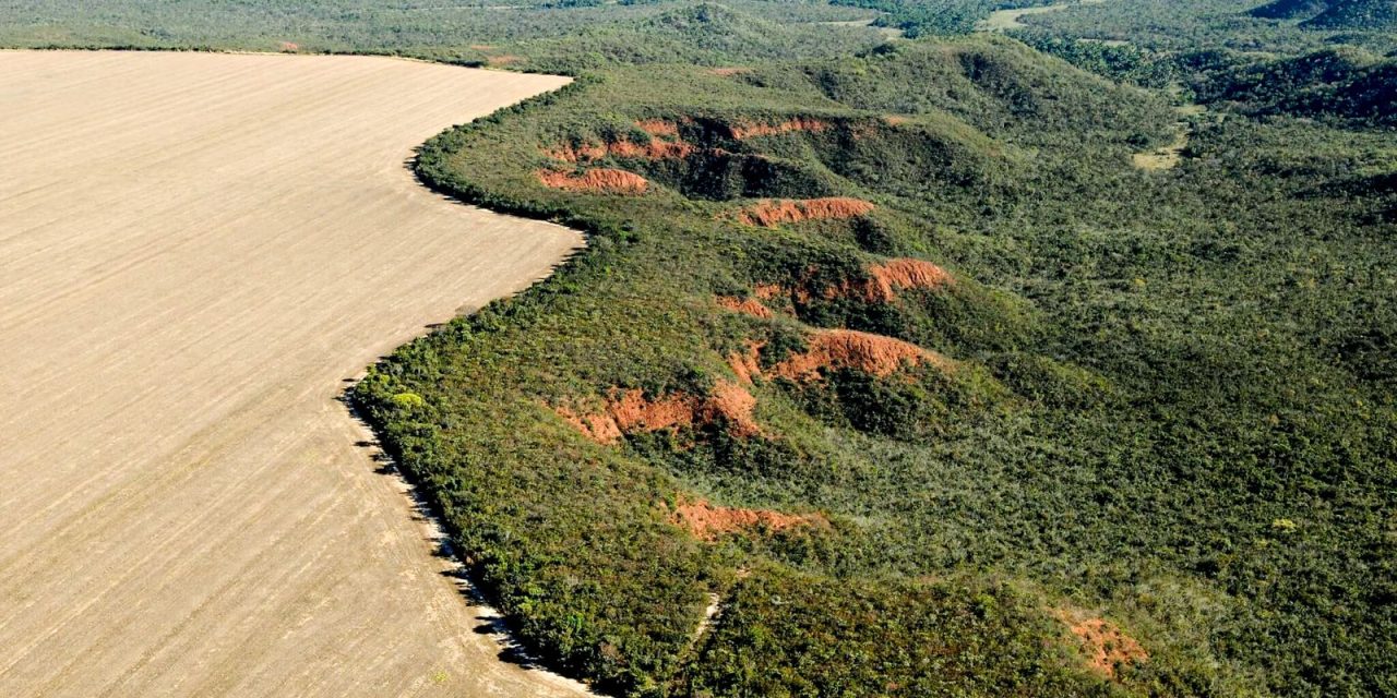 muito-alem-da-soja:-uso-sustentavel-do-cerrado-e-estrategico