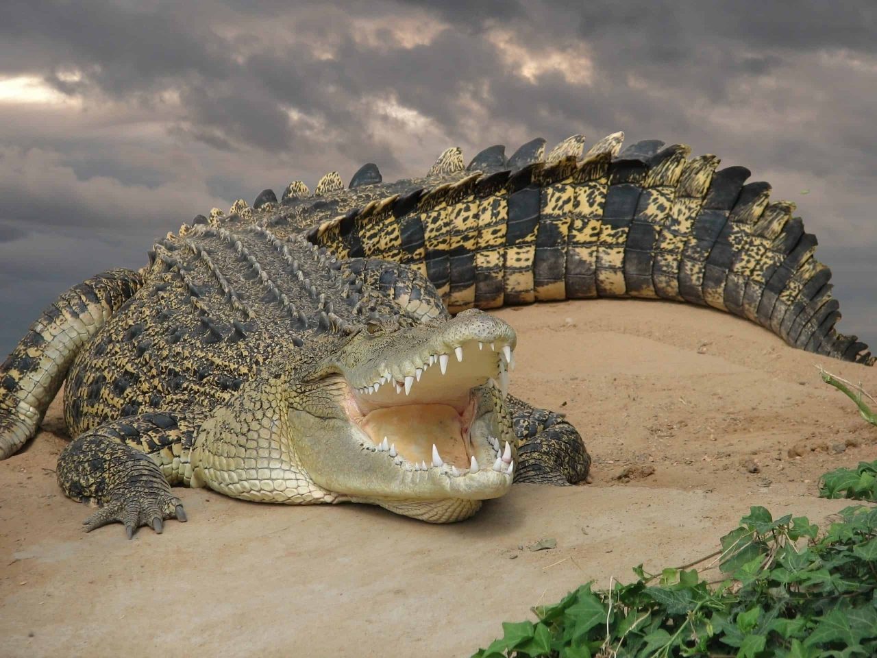 crocodilos-vegetarianos?-eles-teriam-existido,-segundo-estudo