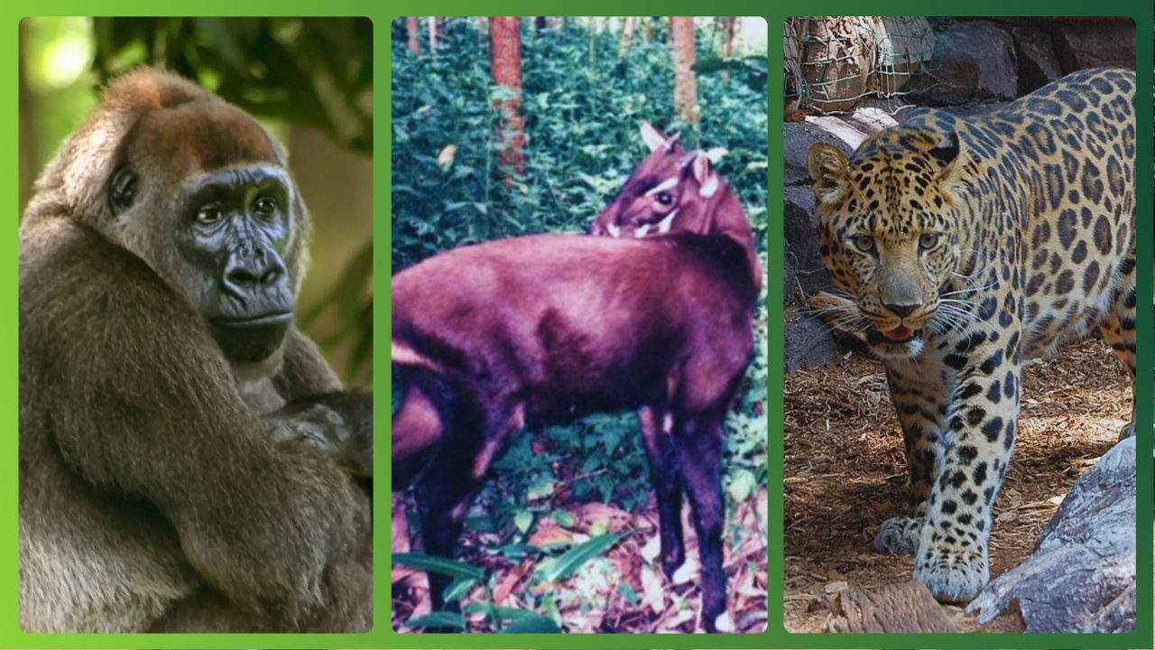 os-8-animais-com-maior-risco-de-extincao-no-mundo