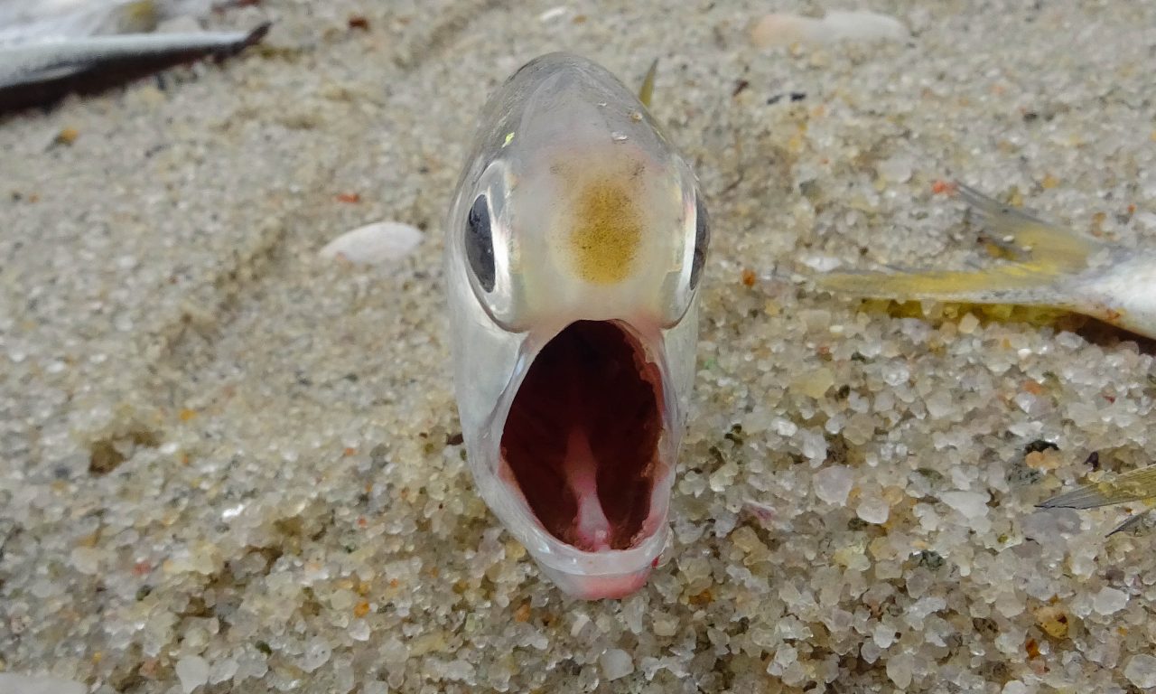 os-peixes-realmente-tem-uma-lingua?