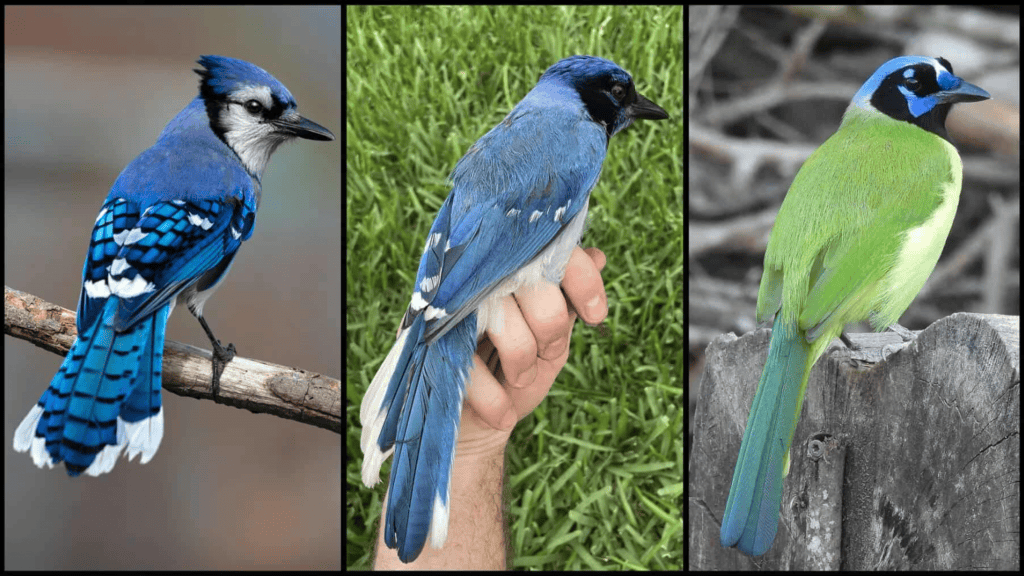 passaro-‘hibrido’-raro-avistado-nos-eua-e-fruto-da-crise-climatica;-entenda