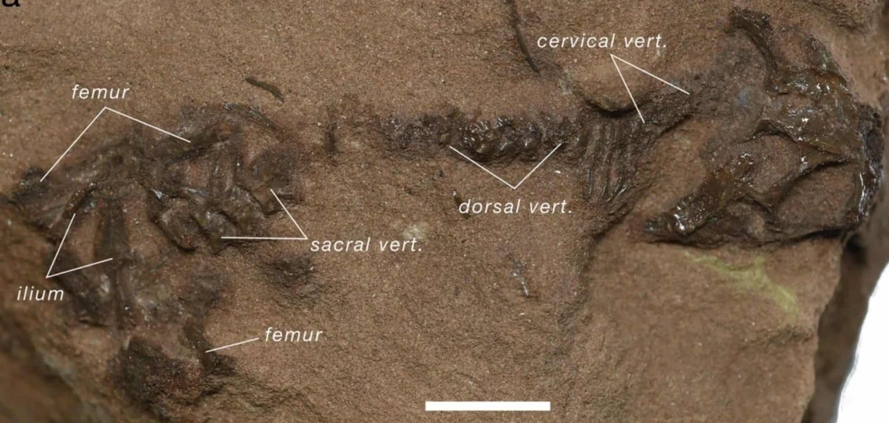 cranio-de-milhoes-de-anos-muda-historia-da-evolucao-dos-repteis