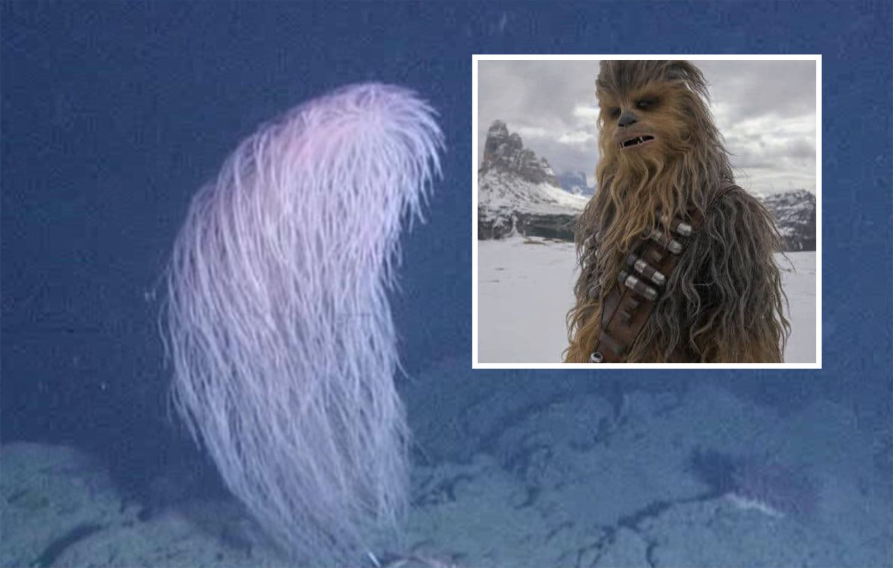 coral-chewbacca-e-descoberto-em-aguas-profundas-do-havai
