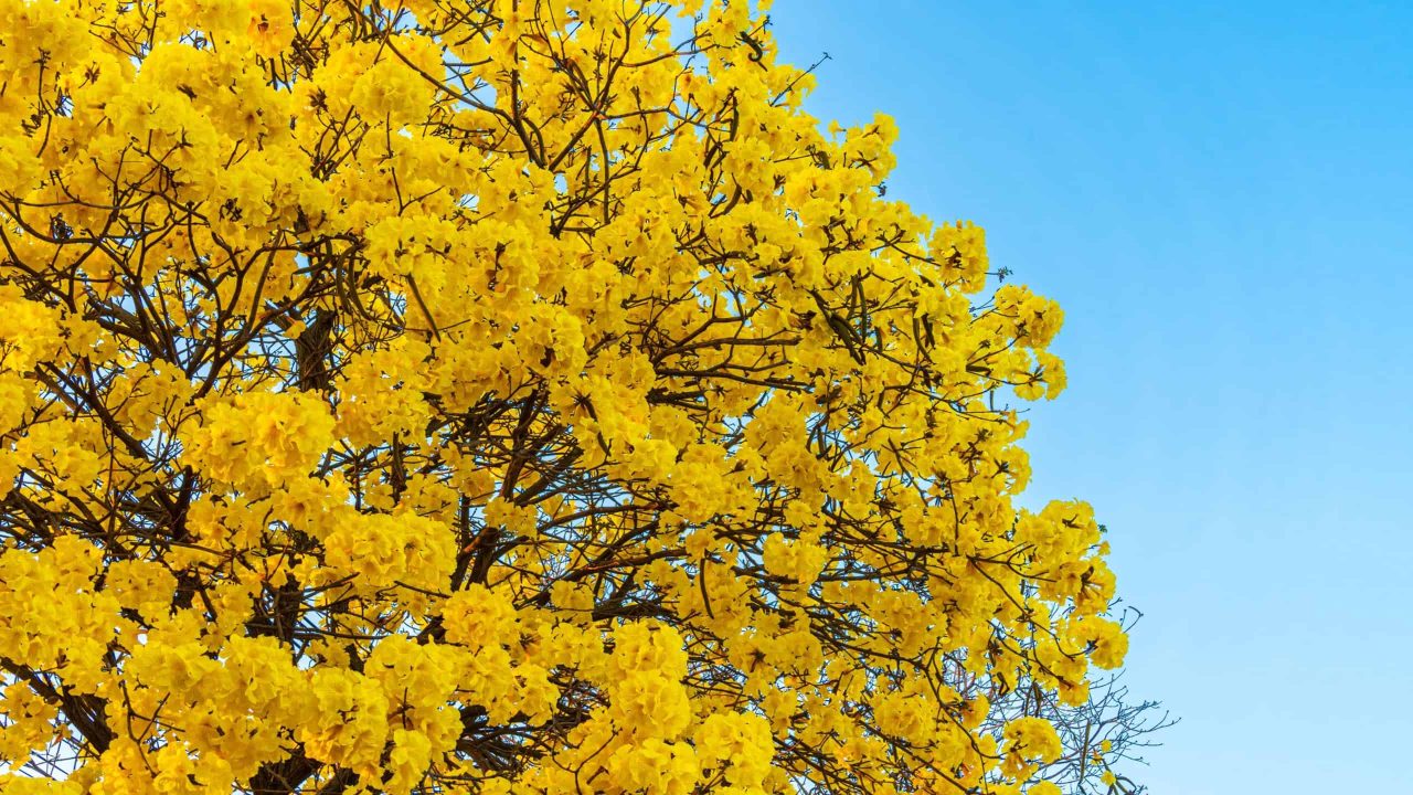5-curiosidades-sobre-os-ipes-amarelos-na-primavera