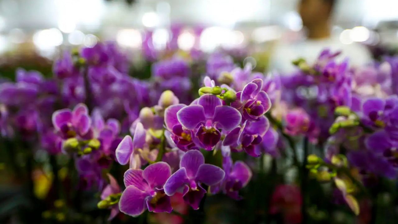 como-sera-a-primavera-no-brasil?-confira-a-previsao-do-tempo