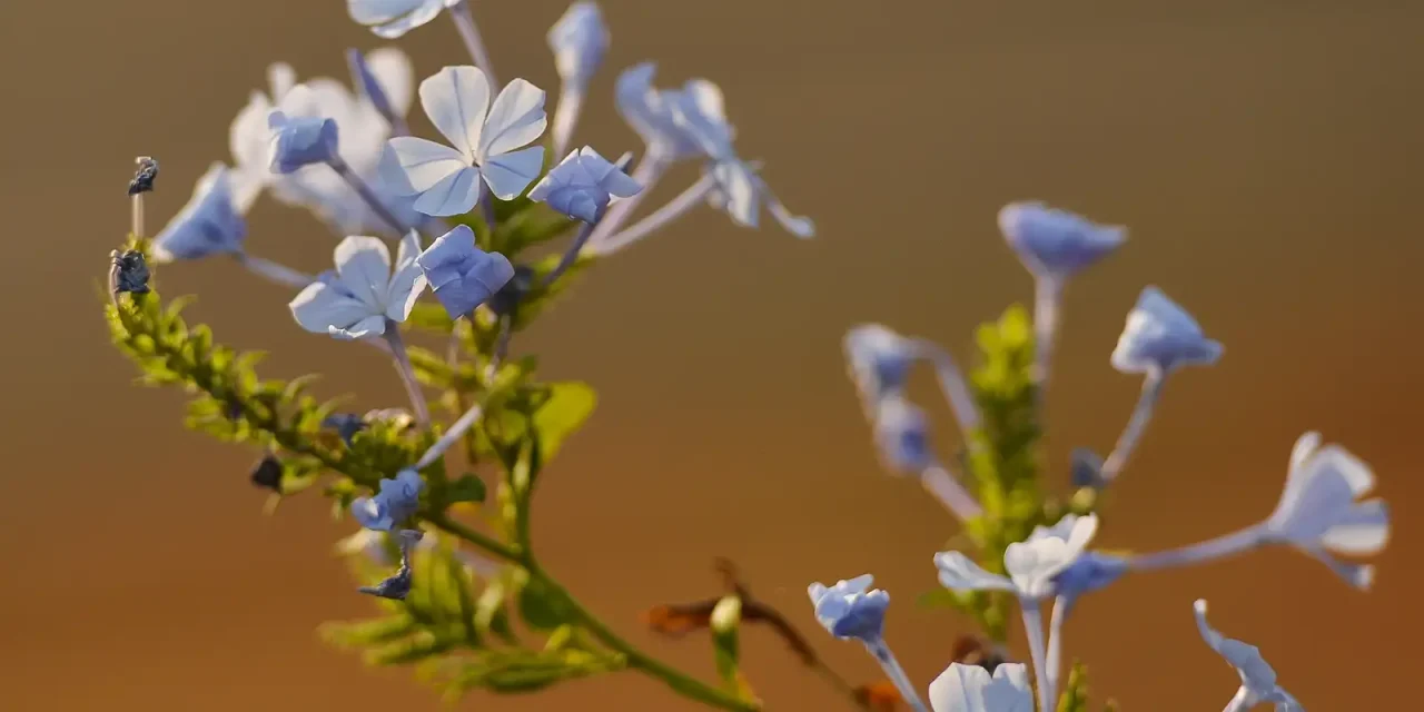primavera-traz-frente-fria-e-chuva-para-o-sul-do-pais