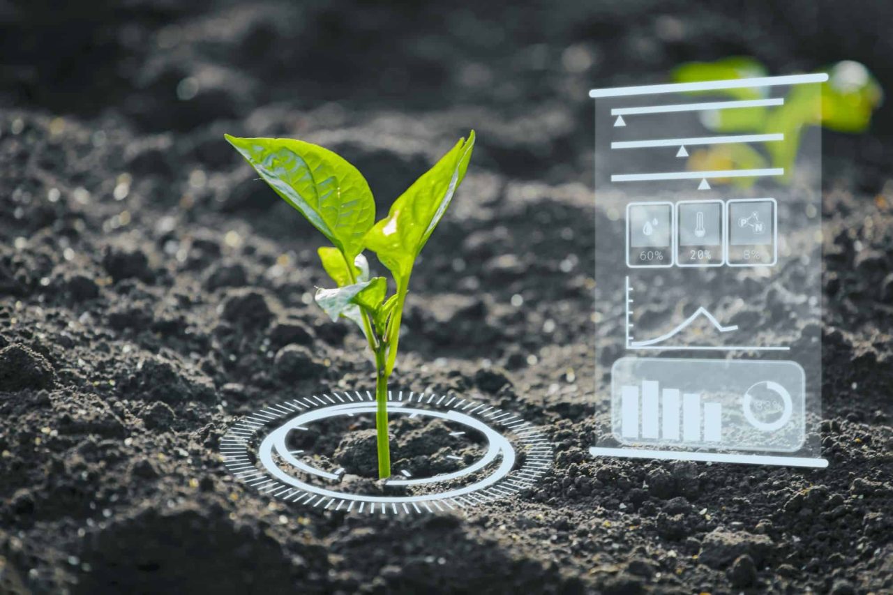 cientistas-desenvolvem-“planta-solar”-que-purifica-solo-radioativo