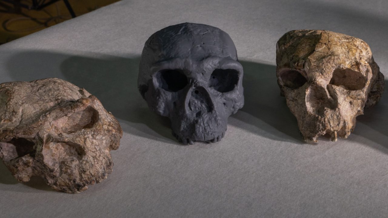 cranio-de-um-milhao-de-anos-pode-mudar-historia-da-evolucao-humana