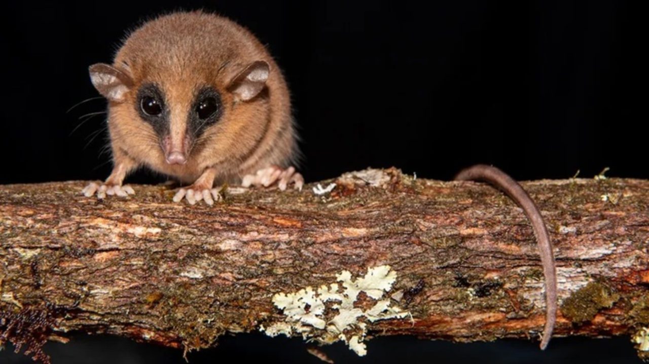 pequeno-mamifero-misterioso-e-identificado-como-nova-especie-nos-andes