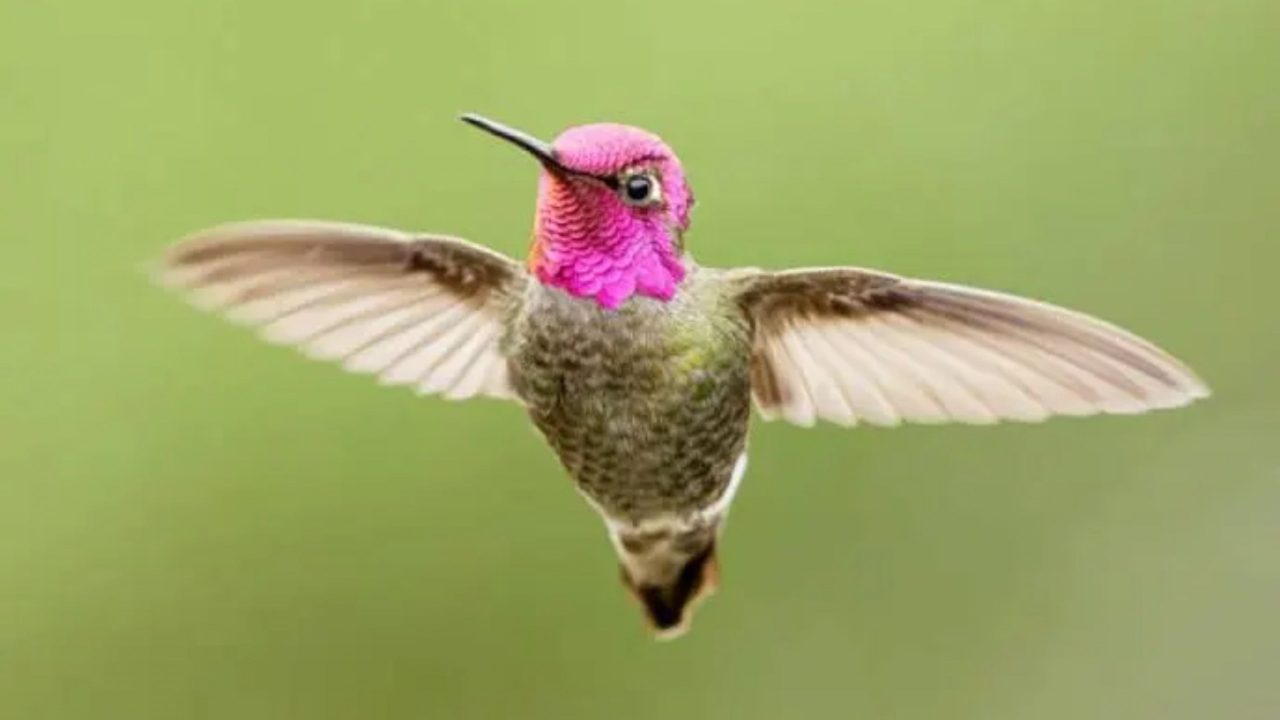 ja-viu-algum-passaro-que-muda-de-cor?-esse-beija-flor-consegue