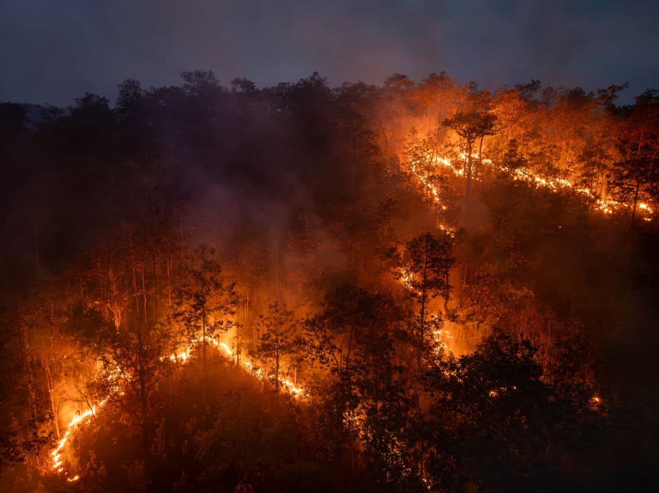 fumaca-de-incendios-florestais-pode-afetar-fertilidade-masculina,-diz-estudo