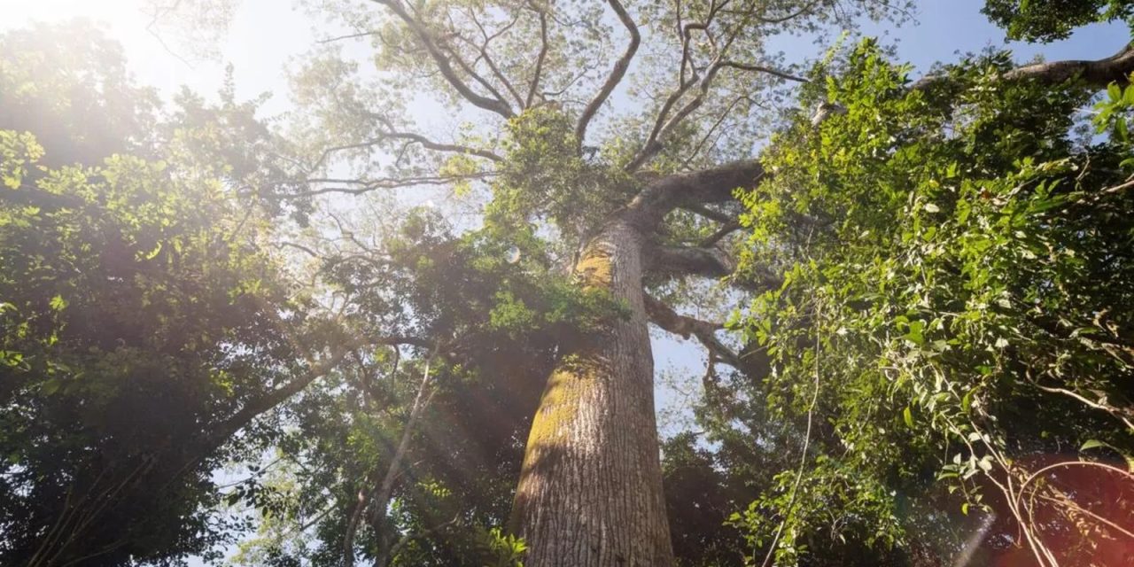 fundo-florestas-tropicais-para-sempre-e-finalista-em-premio-ambiental