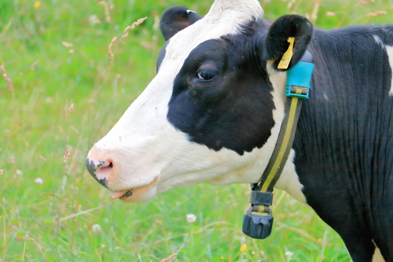 coleiras-inteligentes-ajudam-a-monitorar-saude-de-vacas