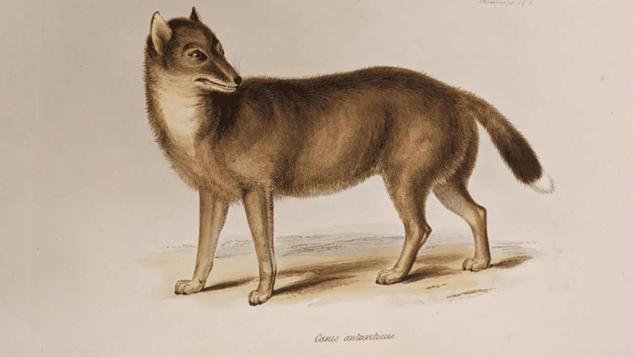 “lobo”-das-ilhas-malvinas-era-raposa-domesticada-na-america-do-sul