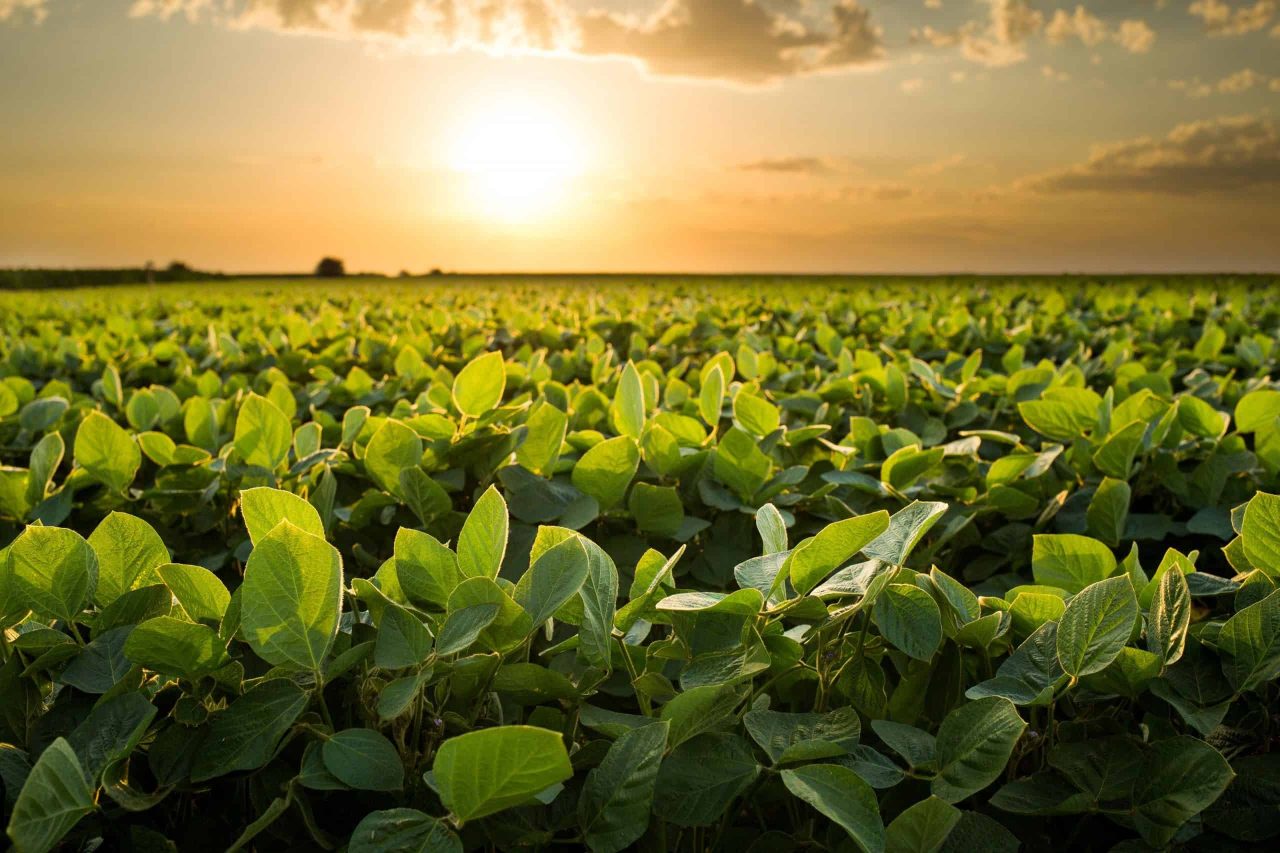 como-a-ia-e-a-previsao-do-tempo-podem-revolucionar-o-agro