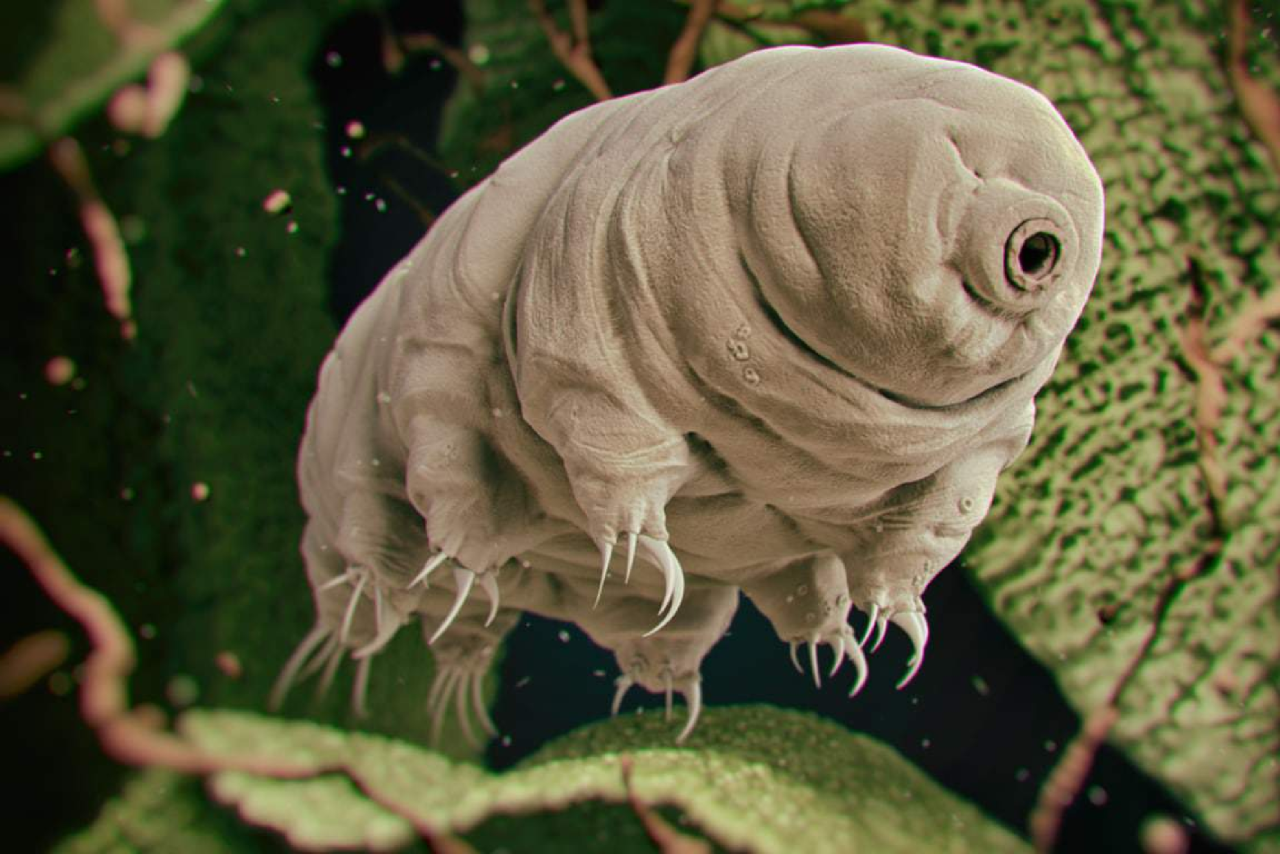 como-tardigrados-suportam-condicoes-extremas-e-podem-salvar-vidas-humanas