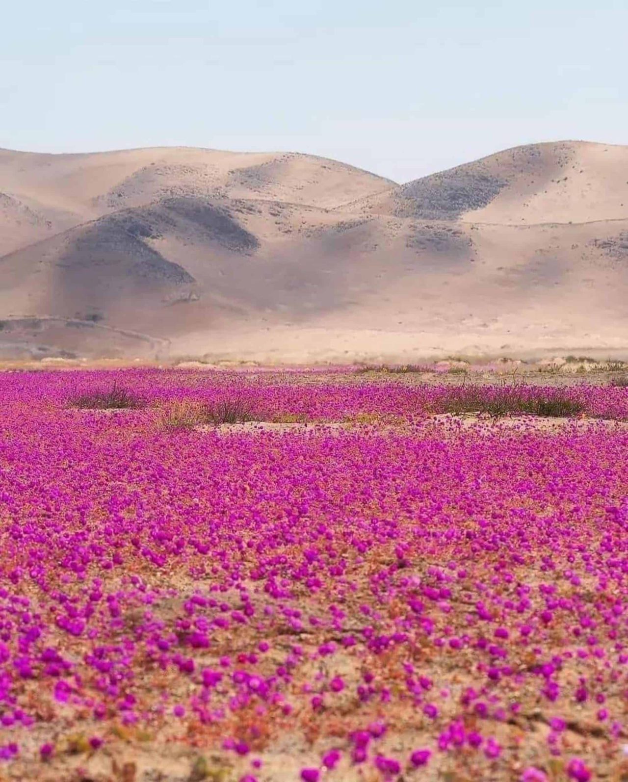 deserto-do-atacama-e-tomado-por-flores;-entenda-o-fenomeno