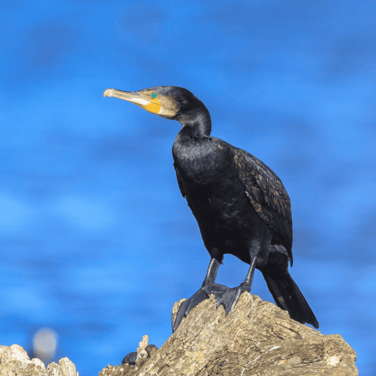 5-aves-estranhas-que-voce-precisa-conhecer