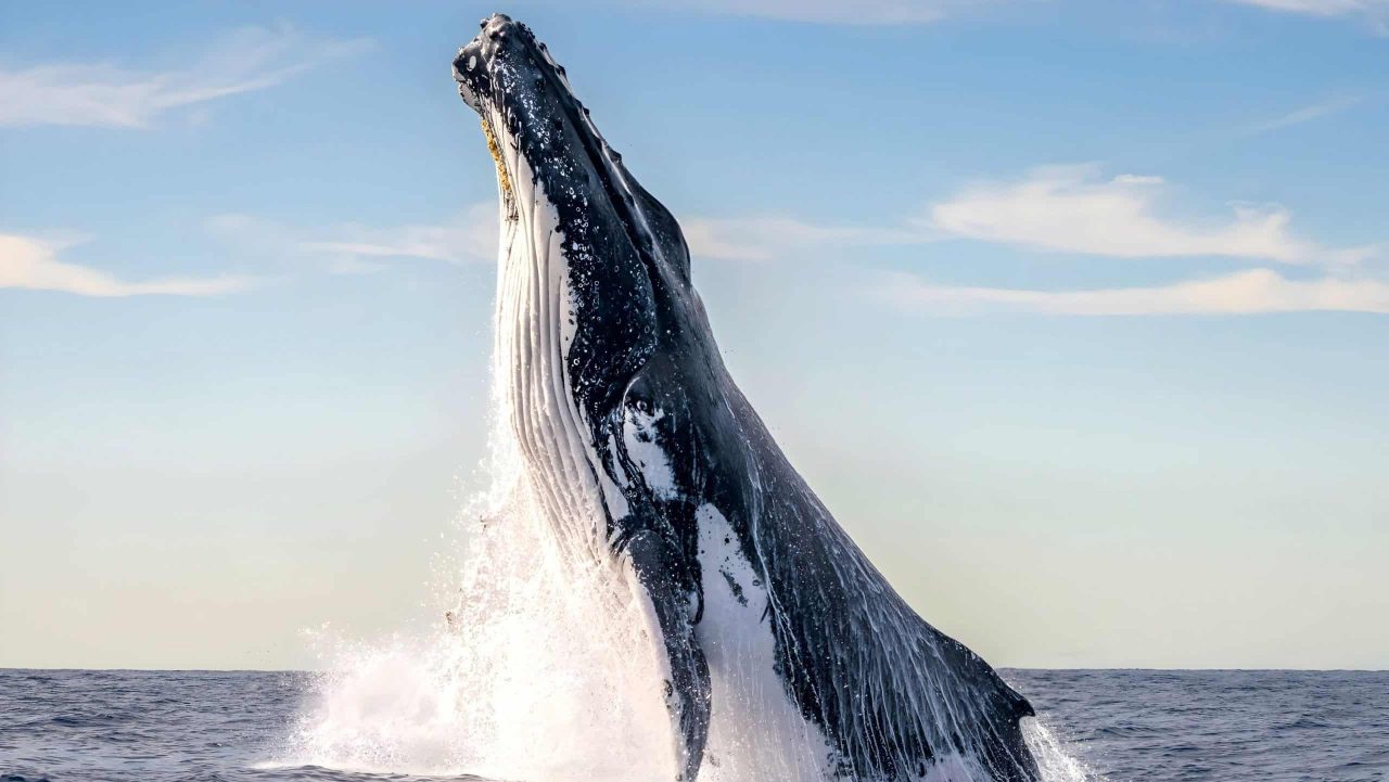 qual-animal-tem-o-pior-halito-do-mundo?