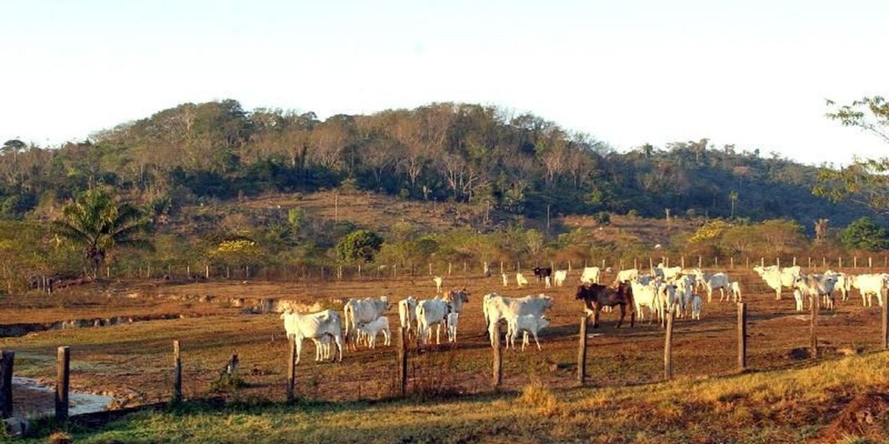 pecuaria-e-principal-causa-de-desmatamento-na-amazonia,-aponta-estudo