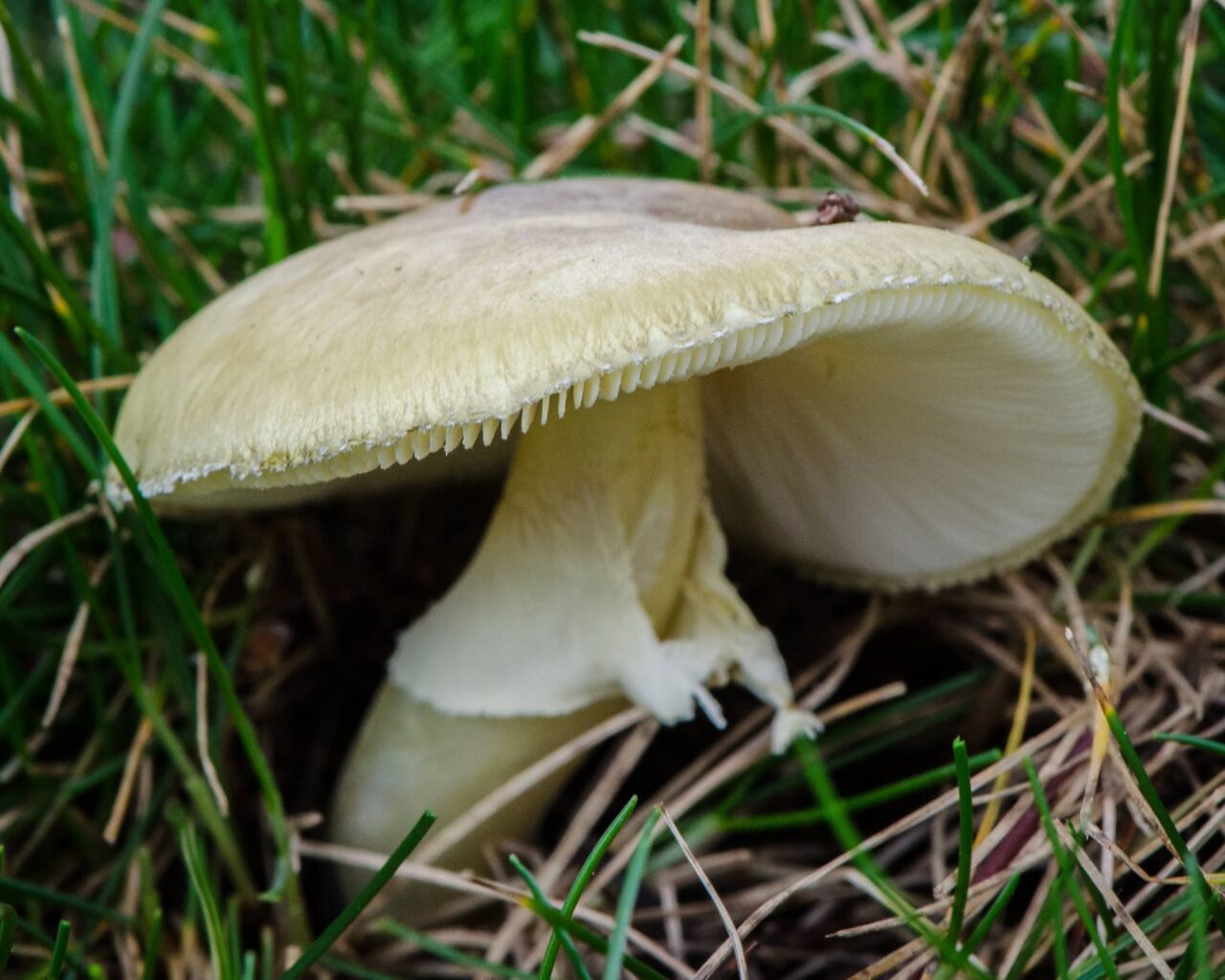 quais-os-cogumelos-mais-mortais-do-mundo?-aprenda-a-identifica-los