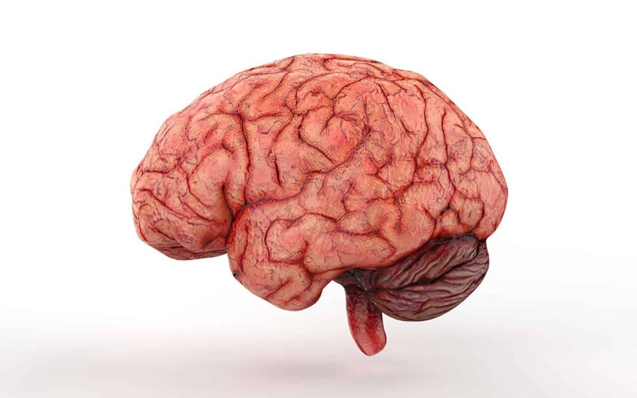 computador-‘simula’-nosso-cerebro-e-mostra-como-ele-aprende-algo-novo