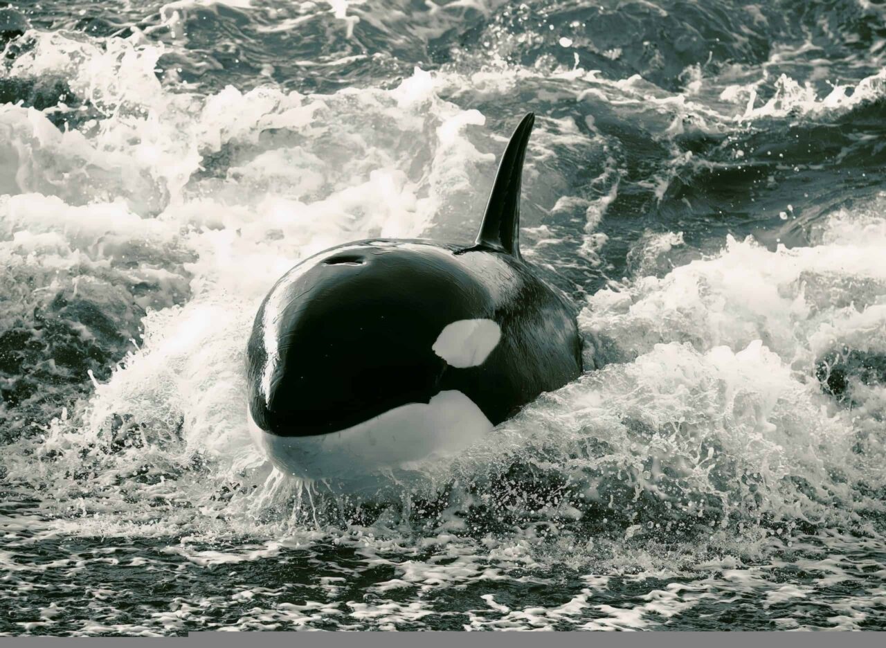 cabos-submarinos-podem-salvar-orcas-ameacadas-de-extincao