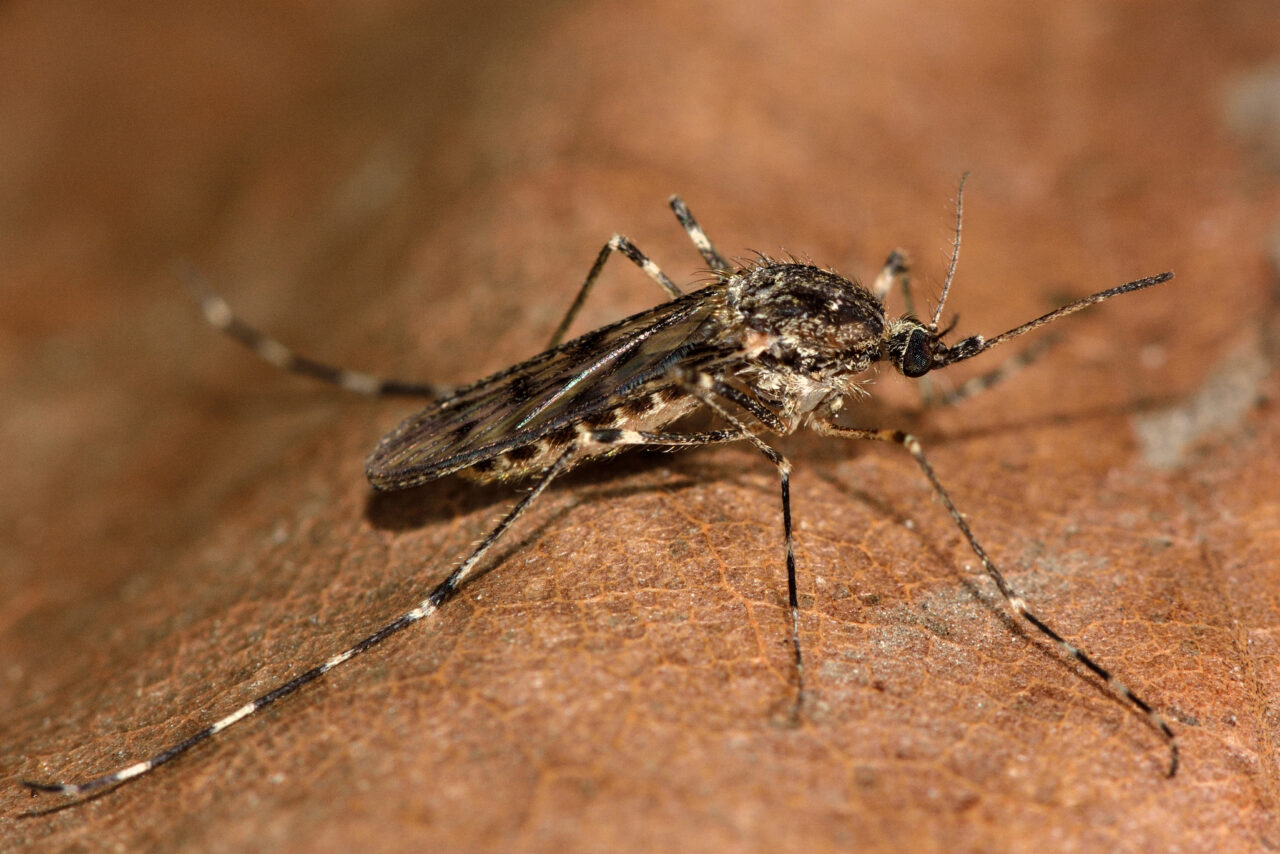 mosquitos-chegaram-a-islandia.-e-isso-preocupa