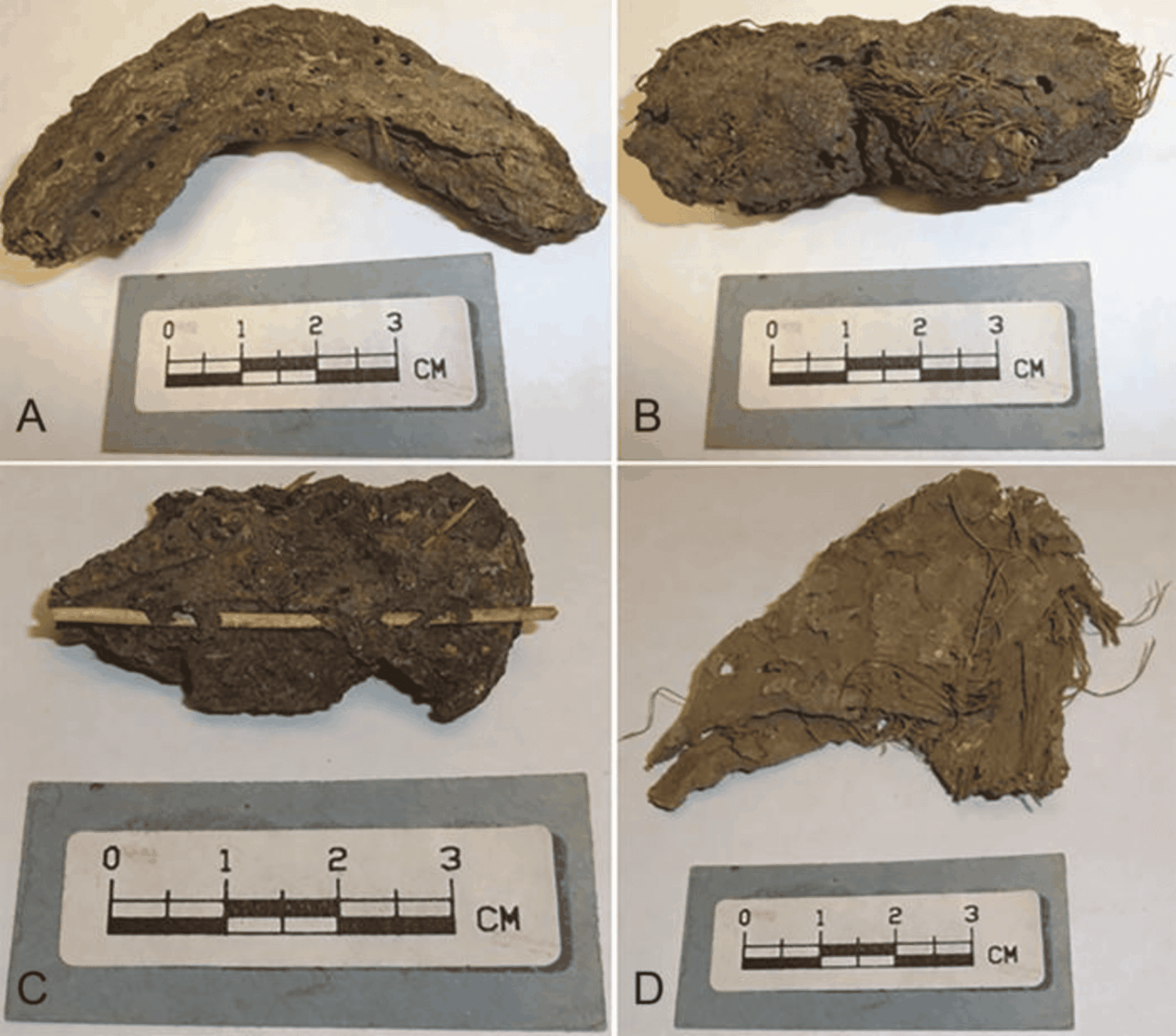 fezes-de-1.000-anos-sao-‘capsulas-do-tempo’-de-povos-antigos