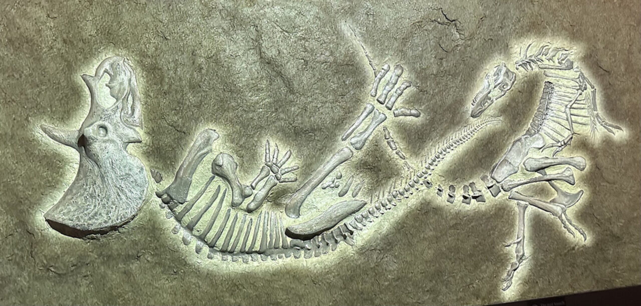 devemos-uma-desculpa-ao-t.-rex:-fossil-historico-nao-e-o-que-parece-ser