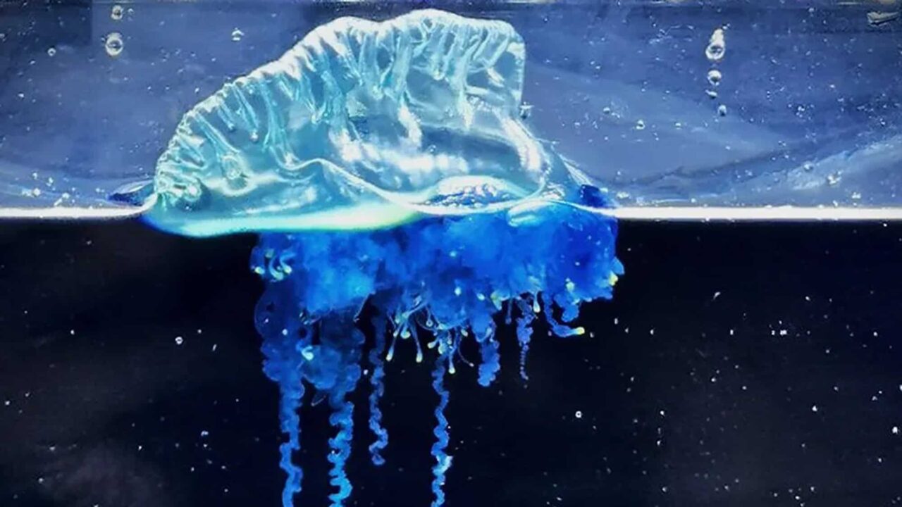 nova-especie-de-caravela-portuguesa-surge-no-nordeste-do-japao