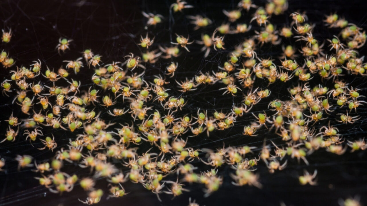 maior-teia-do-mundo-tem-111-mil-aranhas