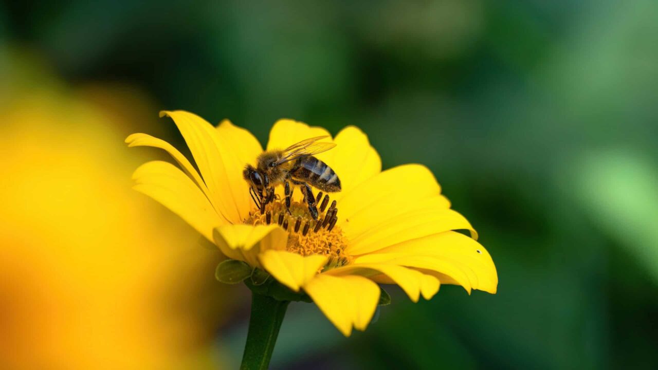 por-que-as-abelhas-“explodem”-ao-acasalar?